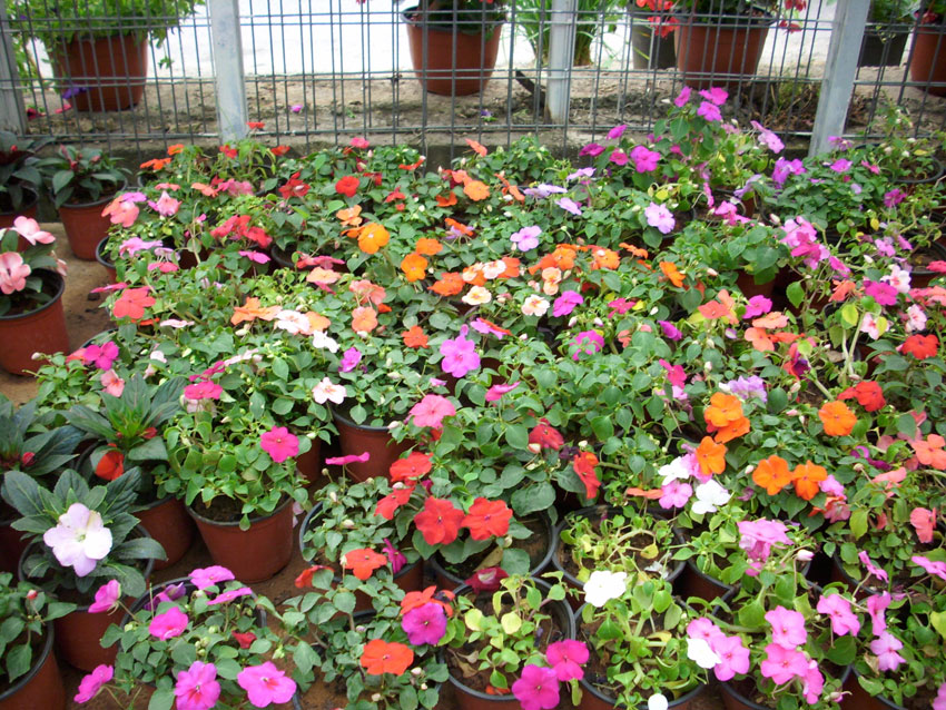 St Elie Flowers lebanon,Florists in lebanon, lebanon florists, flowers in lebanon, lebanon flowers, flower shops in lebanon, lebanon flower shops, send flowers in lebanon, wedding flowers in lebanon, lebanon wedding flowers, wedding bouquets in lebanon, bridal bouquets in lebanon, brdie bouquet in lebanon, roses in lebanon, tulips in lebanon, flower arrangements in lebanon, baby flower arrangement in lebanon, new born flower arrangements in lebanon, flower gifts in lebanon, birthday flower arrangement in lebanon, valantines roses in lebanon, valentines flower arrangements in lebanon, valentine gifts in lebanon, flower shop in lebanon,plants nursery in lebanon, landscaping in lebanon, Nursry plants, flowers, landscaping, wedding flowers, bouquets for all occasions, valentines roses, mothers day roses, newly born baby flowers, plants in pots, plants for the garden, money tree, bonsai tree